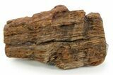 Triassic-Age Petrified Wood Log - Madagascar #379261-1